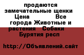 продаются замечательные щенки › Цена ­ 10 000 - Все города Животные и растения » Собаки   . Бурятия респ.